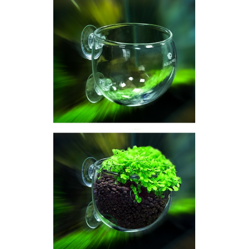 Aquapro Glass Plant Pot Cam Bitki Saksısı