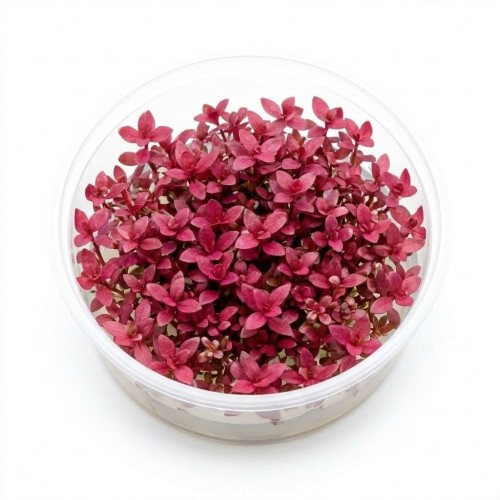 Alternanthera Reinicki Mini - İn Vitro Akvaryum Bitkisi