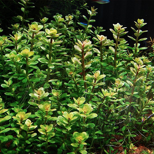 Ammania sp. Bonsai İn Vitro Bitki