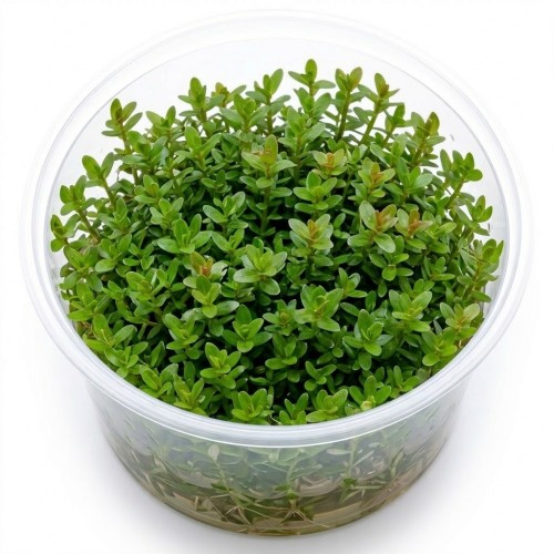 Ammania sp. Bonsai İn Vitro Bitki