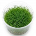 Eleocharis Parvula Mini