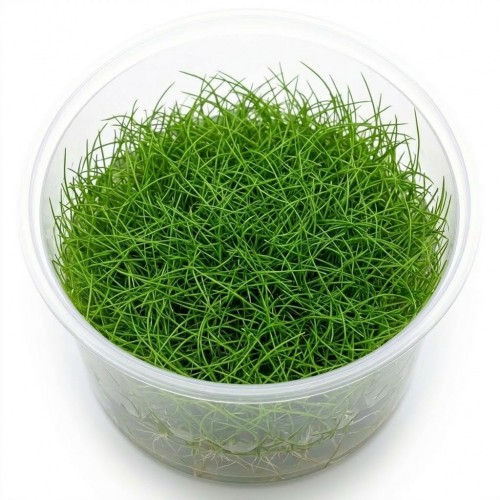 Eleocharis Parvula Mini