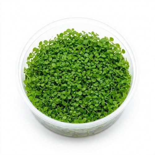 Glossostigma Elatinoides