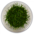Eleocharis Parvula Mini In Vitro Akvaryum Bitkisi