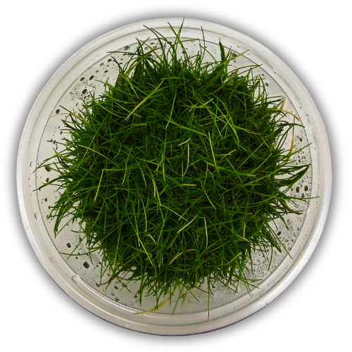 Eleocharis Parvula Mini In Vitro Akvaryum Bitkisi