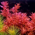 Rotala Macrandra Red