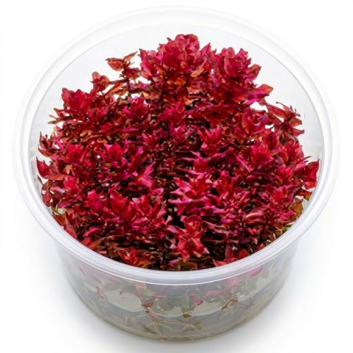 Rotala Macrandra Red