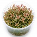 Rotala Rotindifolia