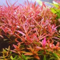 Rotala Rotindifolia