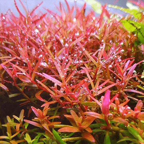 Rotala Rotindifolia