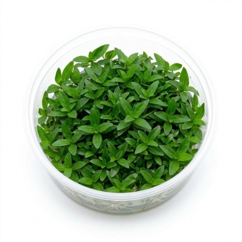 Staurogyne Repens Mini