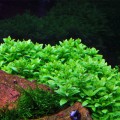 Staurogyne Repens Mini