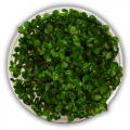 Ammania sp. Bonsai İn Vitro Akvaryum Bitkisi