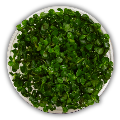 Ammania sp. Bonsai İn Vitro Akvaryum Bitkisi