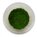 Hemianthus Callitrichoides Cuba In Vitro Akvaryum Bitkisi