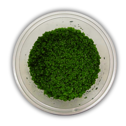 Hemianthus Callitrichoides Cuba In Vitro Akvaryum Bitkisi