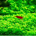 Hemianthus Callitrichoides Cuba In Vitro Akvaryum Bitkisi