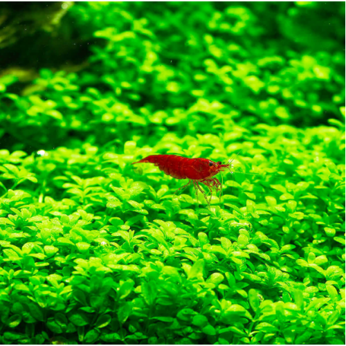 Hemianthus Callitrichoides Cuba In Vitro Akvaryum Bitkisi
