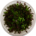 Rotala Macrandra Red In Vitro Akvaryum Bitkisi