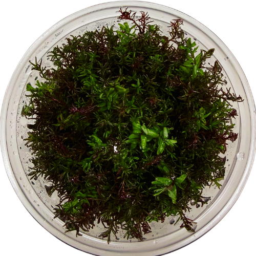 Rotala Macrandra Red In Vitro Akvaryum Bitkisi
