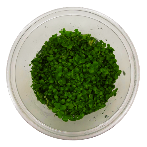 Micranthemum Monte Carlo In Vitro Akvaryum Bitkisi