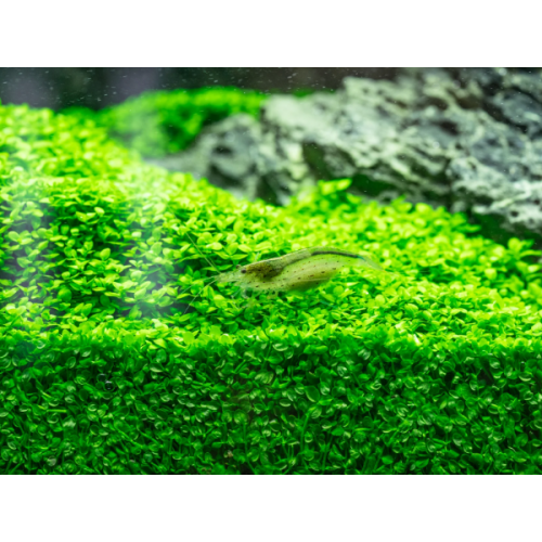 Micranthemum Monte Carlo In Vitro Akvaryum Bitkisi