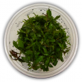 Palustris Cuba In Vitro Akvaryum Bitkisi