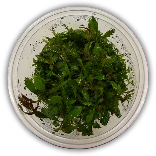 Palustris Cuba In Vitro Akvaryum Bitkisi