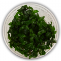 Staurogyne Repens Mini