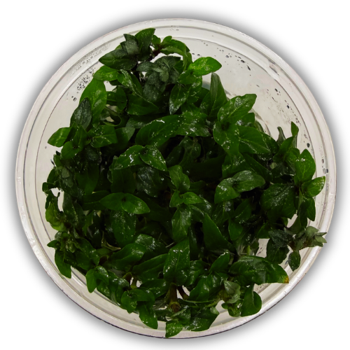 Staurogyne Repens Mini In Vitro Akvaryum Bitkisi 