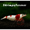 Shrimps Forever Bio Powder 50gr