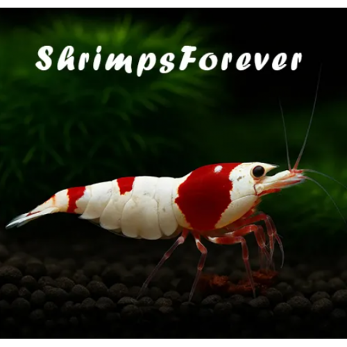 Shrimpsforever Black Water Fulvic acid 130ml