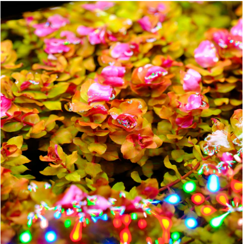 Twinstar 600E Ver.5.0 – Yüksek Performans Led WRGB Bitkili Akvaryum Aydınlatması 60cm