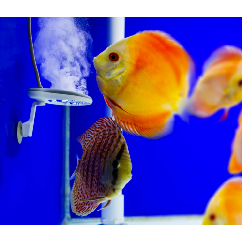 Twinstar Nano Plus Akvaryum Sterilizer (50–250 Litre Alg Önleyici Sistem)