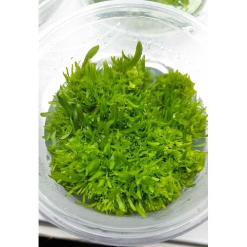 UTRİCULARİA GRAMİNİFOLİA