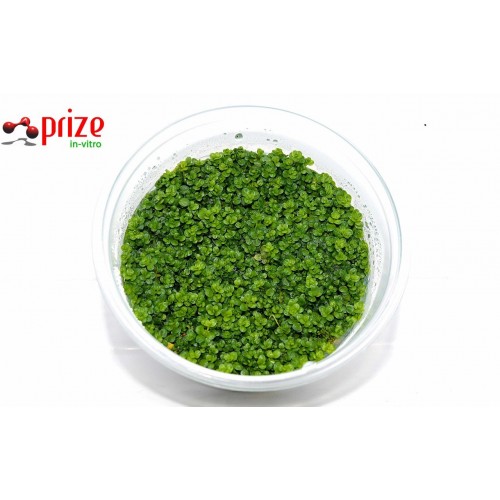 Hemianthus Callitrichoides Cuba