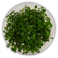 Ludwigia Arcuata In Vitro Canlı Bitki