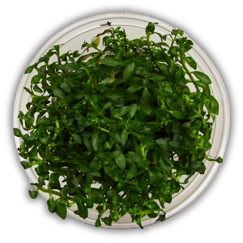 Ludwigia Arcuata In Vitro Canlı Bitki