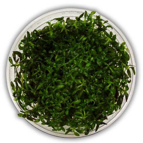Limnophila Aromatica In Vitro Akvaryum Bitkisi
