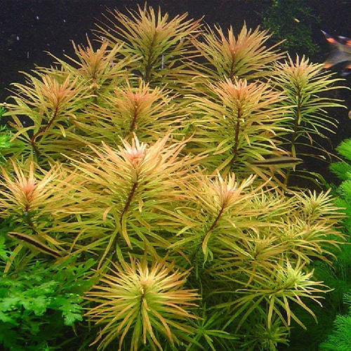 Limnophila Aromatica In Vitro Canlı Bitki