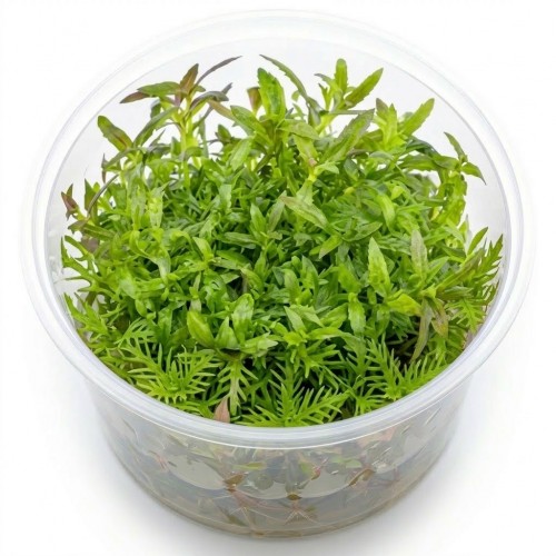 Limnophila Aromatica In Vitro Canlı Bitki