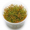 Ludwigia Arcuata In Vitro Canlı Bitki