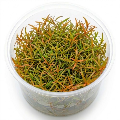 Ludwigia Arcuata In Vitro Canlı Bitki