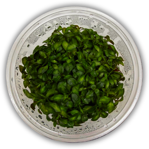 Ludwigia Sp. Mini Super Red İn Vitro Akvaryum Bitkisi