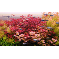 Ludwigia Sp. Mini Super Red İn Vitro Akvaryum Bitkisi