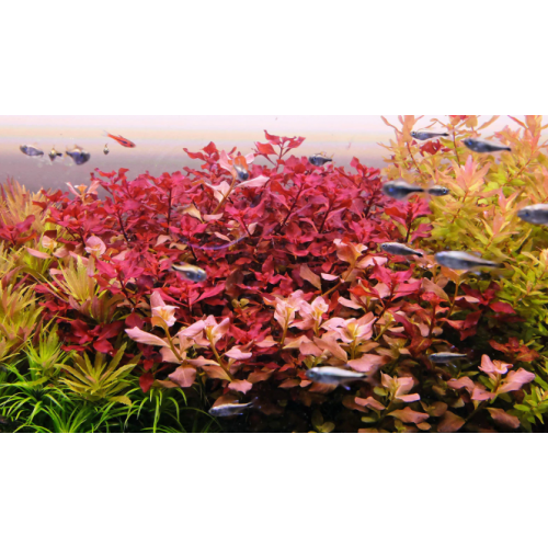 Ludwigia Sp. Mini Super Red İn Vitro Akvaryum Bitkisi