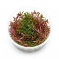 Rotala Colorata In Vitro Canlı Akvaryum Bitkisi