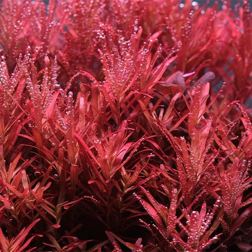 Rotala Colorata In Vitro Canlı Akvaryum Bitkisi