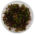 Rotala Colorata In Vitro Canlı Akvaryum Bitkisi