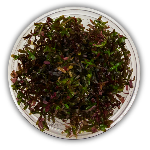 Rotala Colorata In Vitro Canlı Akvaryum Bitkisi